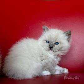Ragdoll con pedigree disponibili fine Aprile