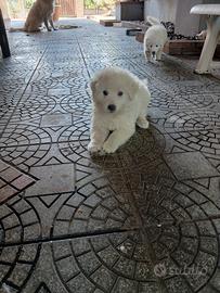 animali