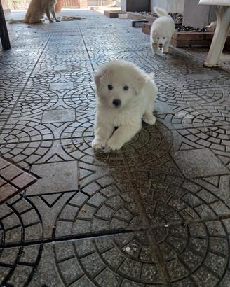 animali