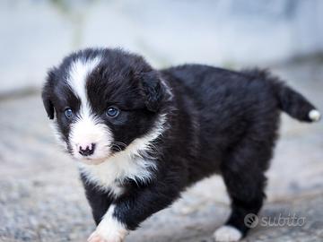 Cucciolo di border collie maschio