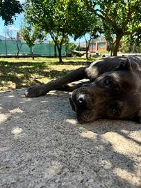 Cane corso con pedigree