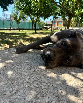 Cane corso con pedigree