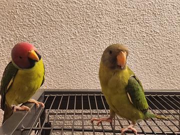 Pulli parrocchetti testa di prugna