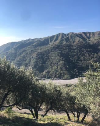 Terreno uliveto