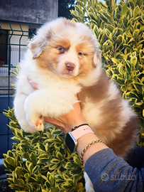 Cucciolo red merle australian shepherd pedigree