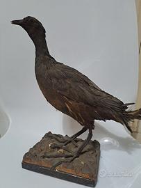 Vintage Tassidermia Taxidermy Uccello 32cm altezza