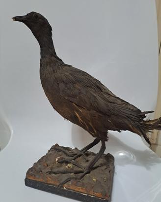 Vintage Tassidermia Taxidermy Uccello 32cm altezza