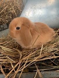 Cuccioli ariete FULVO pura razza