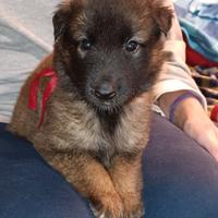 Cuccioli pastore belga