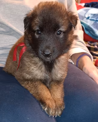 Cuccioli pastore belga