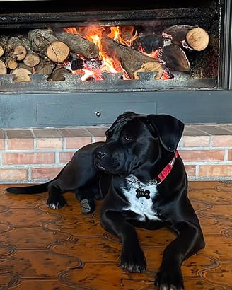 cane corso per monta