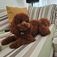 Barboncino si vuole fidanzare