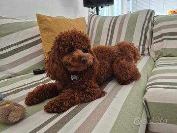 Barboncino si vuole fidanzare