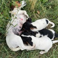 Cuccioli jack russel puri