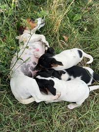 Cuccioli jack russel puri