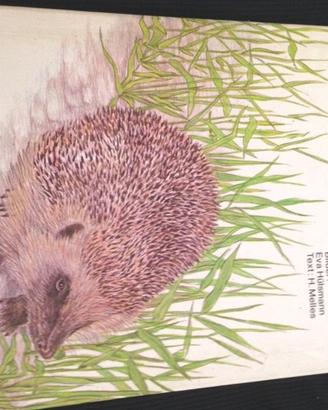 Der kleine igel in tedesco piccolo riccio