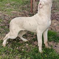 Cane corso maschio -giovanne