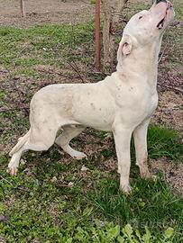 Cane corso maschio -giovanne