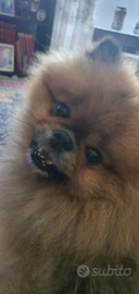 Spitz tedesco maschio per accoppiamento