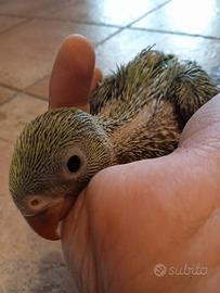 Inseparabili roseicollis pappagalli pulli baby