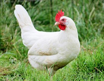 Galline Livornesi