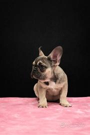 Cucciola di bouledogue francese femmina