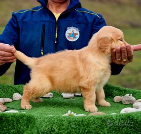 Cuccioli di Golden Retriever - USA - Marina Lab