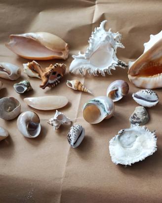 Collezione di Conchiglie Marine