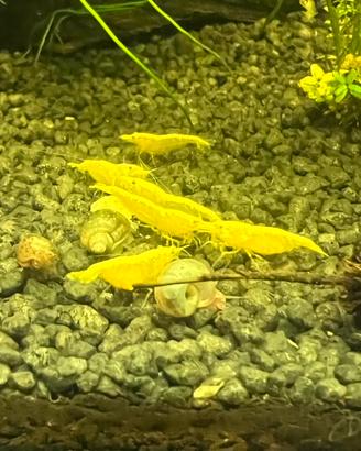 Caridine Yellow (Neocaridina davidi)