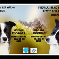 Cuccioli Border Collie