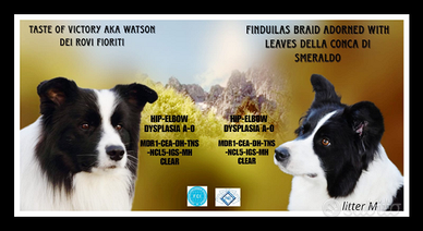 Cuccioli Border Collie
