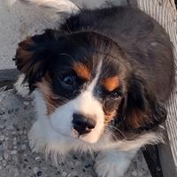 Cucciolo di Cavalier King con pedigree Engi