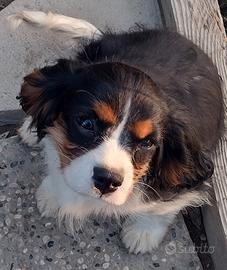 Cucciolo di Cavalier King con pedigree Engi