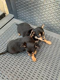 Pinscher taglia piccola