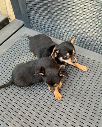 Pinscher taglia piccola