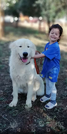 Pastore Maremmano Abruzzese