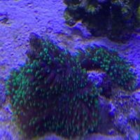 Corallo molle marino Rhodactis indosiensis