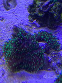 Corallo molle marino Rhodactis indosiensis