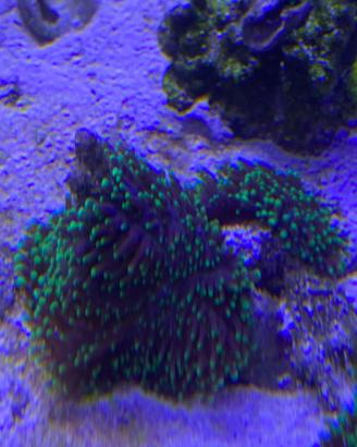 Corallo molle marino Rhodactis indosiensis