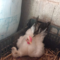 Coppia Galline razza Chabo/Nagasaki