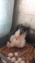 Coppia Galline razza Chabo/Nagasaki