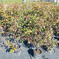 PIANTE SIEPE PHOTINIA RED ROBIN