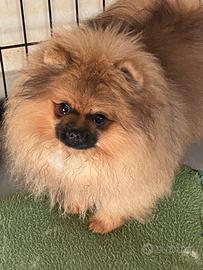 Spitz Pomerania Nano