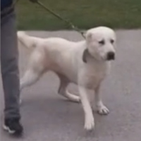 Alabai cucciolone ( pastore asia centrale)