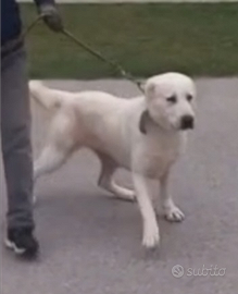 Alabai cucciolone ( pastore asia centrale)