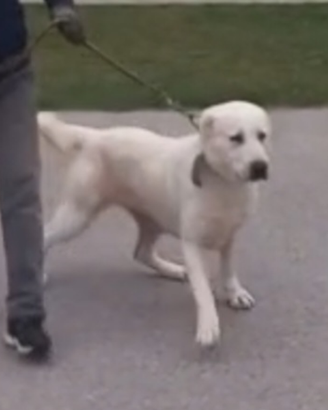 Alabai cucciolone ( pastore asia centrale)