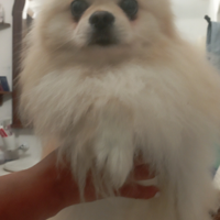 Spitz della pomerania da monta