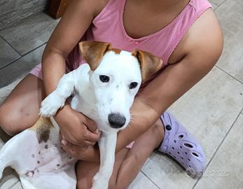 Jack Russell femina