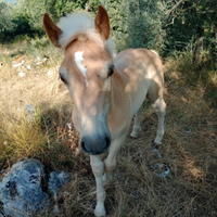 Puledro Haflinger