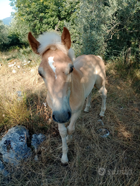 Puledro Haflinger